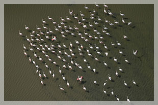 Baptême de l'air en Camargue