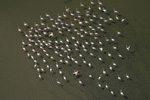 photo aérienne de flamands roses (parc régional de Camargue) -Bouches du Rhône