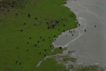 photo aérienne d'une manade de taureaux en Camargue-Bouches du Rhône
