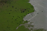 photo aérienne d'une manade de taureaux en Camargue-Bouches du Rhône